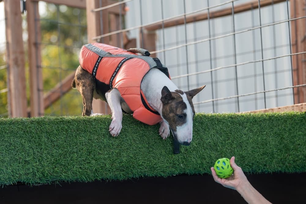 Goofy dog breed miniature bull terrier