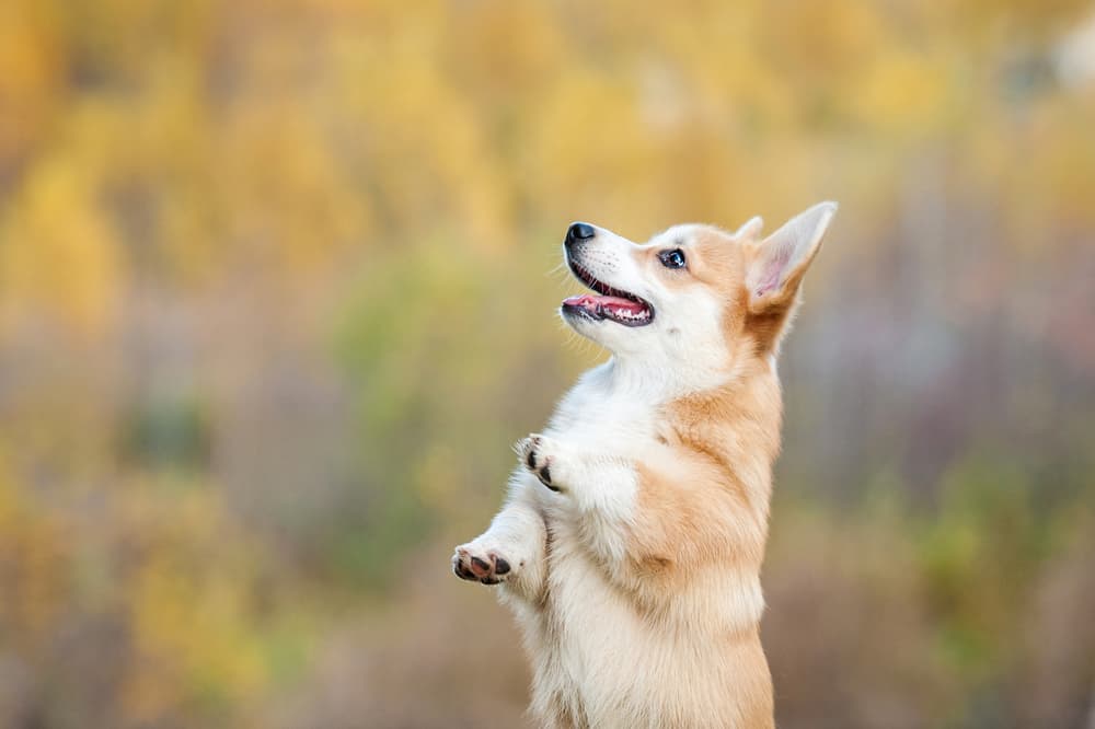 Pembroke Welsh Corgi
