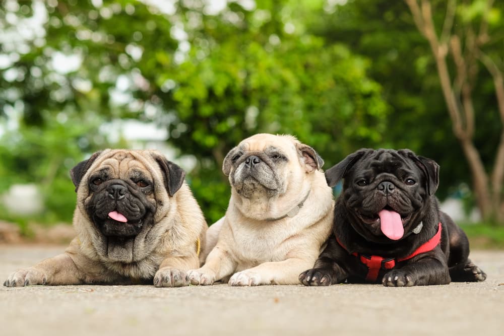 Goofy dog breeds like three pugs laying on the ground