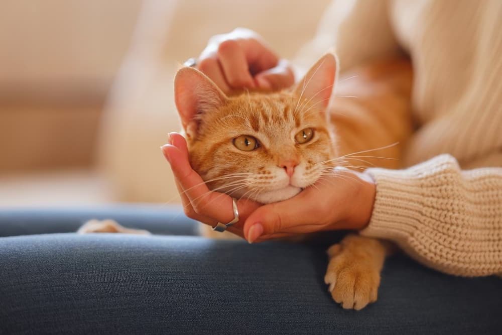 Lady petting cat on her lap