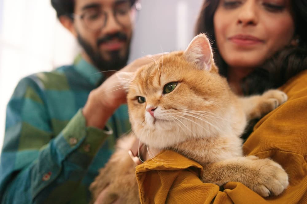 Cute couple holding their cat