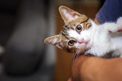 Are Cats Ticklish? Are Cats Ticklish?