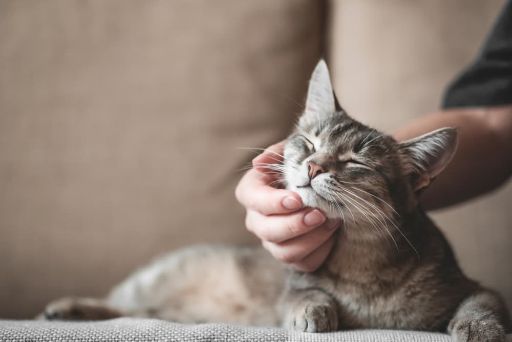 Cat getting scratches under their chin