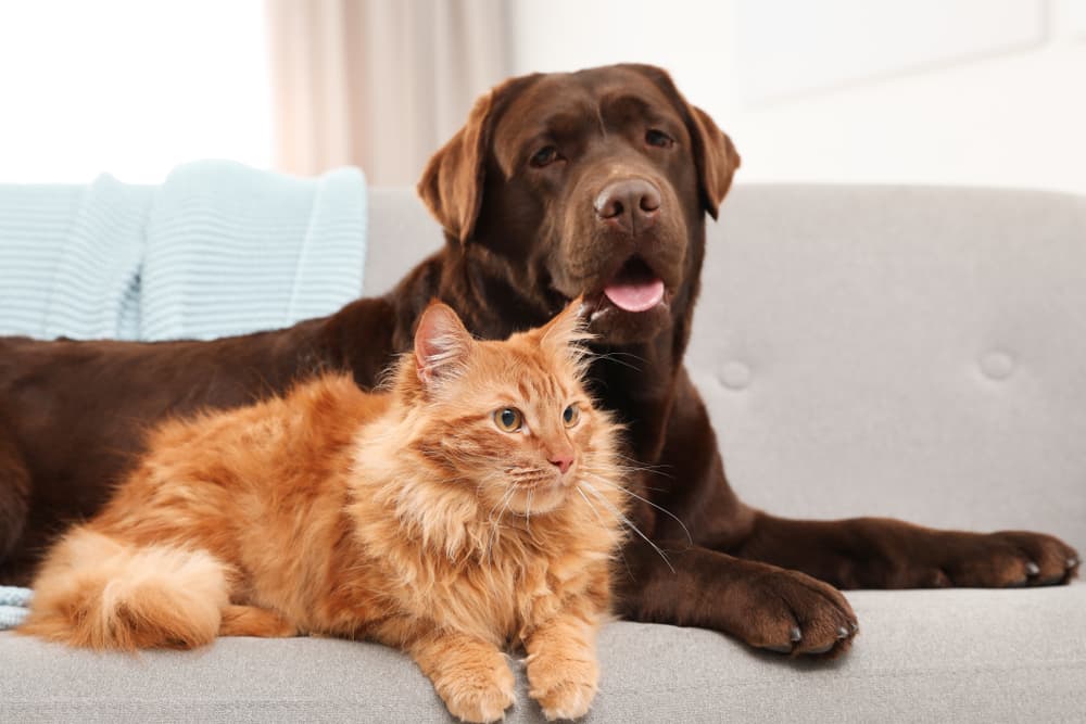 Cat and dog sitting together on a couch