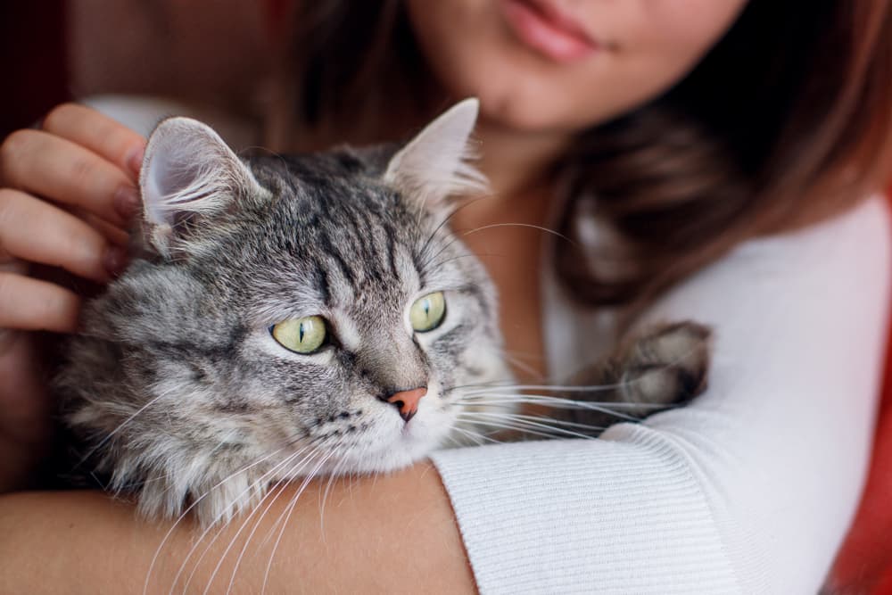 Cat being held by owner