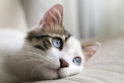 What Colors Can Cats See?