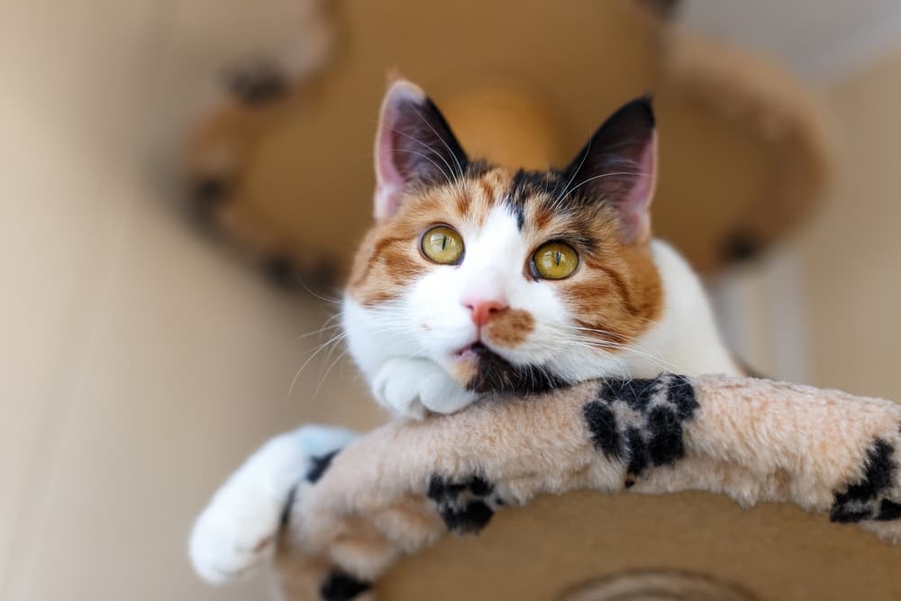 Cat sitting on a cat tree looking out the window