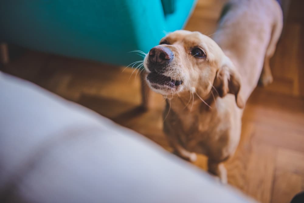 Dog barking at owner begging for food