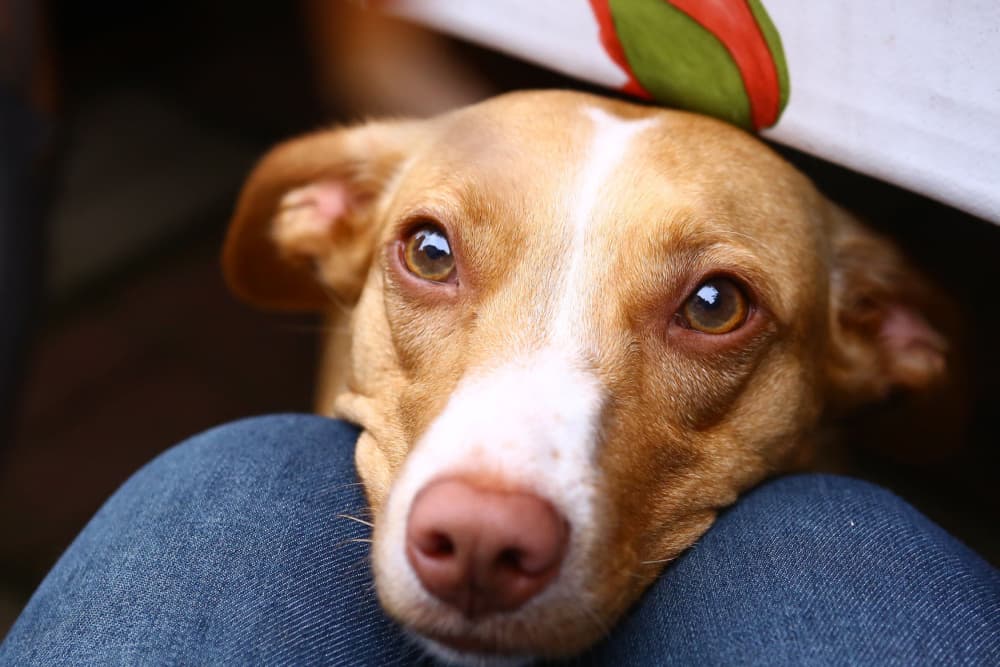 Dog begging with face between owners legs underneath the table