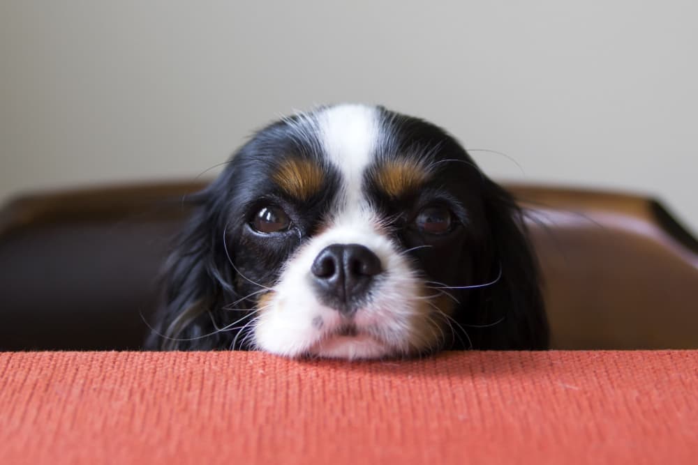 Dog begging at the table