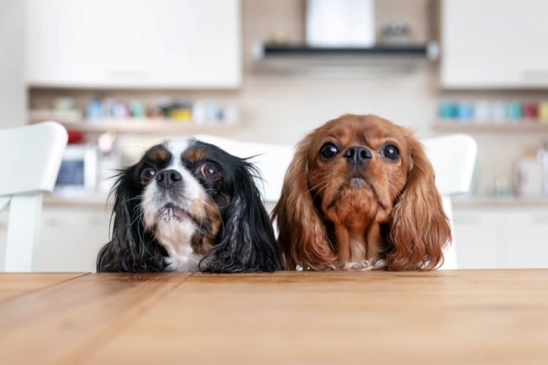 Two dogs at the table begging for food