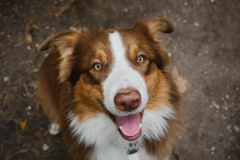 Happy dog smiling begging for food outside