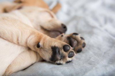 Dog Paw Infections: Causes, Symptoms, and Treatments