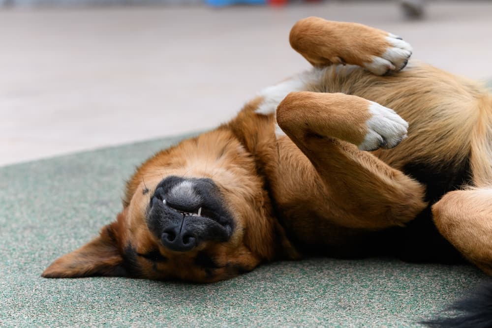 Dog on belly with paws up