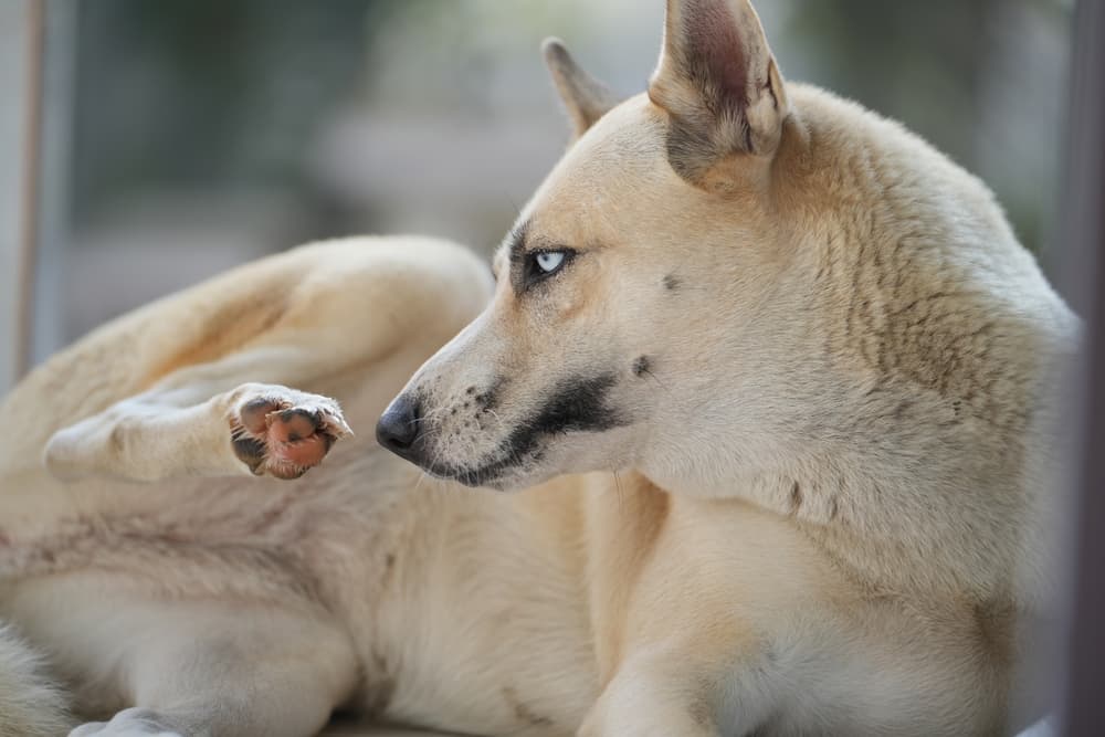 Dog scratching paw