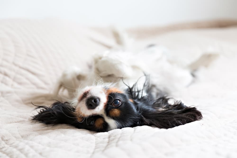 Dog laying upside down on soft bed at home