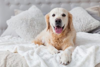Why Does My Dog Pee on My Bed?