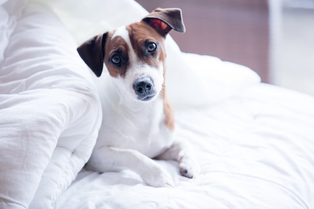Dog head tilt happy dog at home but he keeps peeing on bed