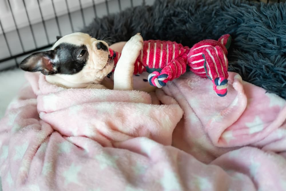 Puppy playing with toy in crate