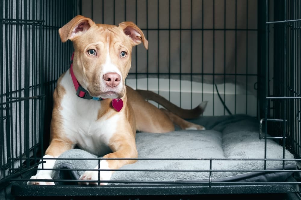 Puppy in crate looking very sad