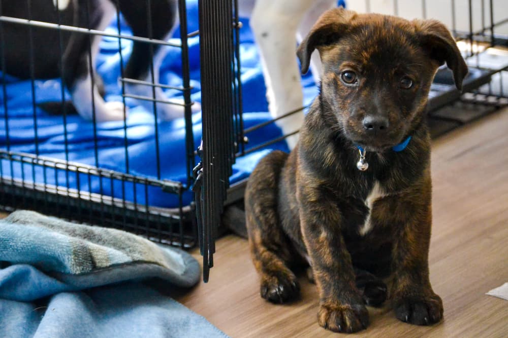 Puppy outside of the crate