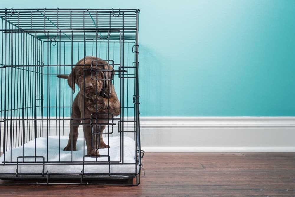 Puppy pushing crate door