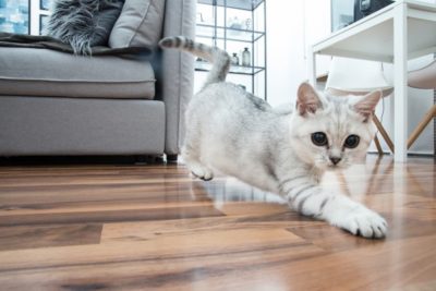Cat Zoomies: What They Are and Why They Happen