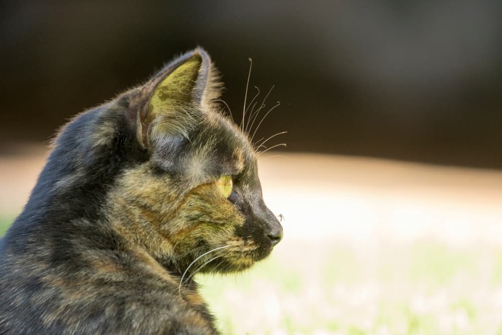 Cat with mosquito on nose