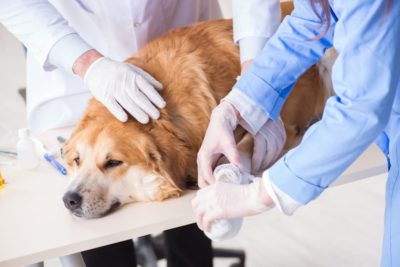 Tetanus in Dogs