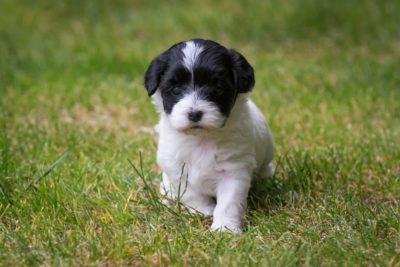 How Often Do Puppies Poop?