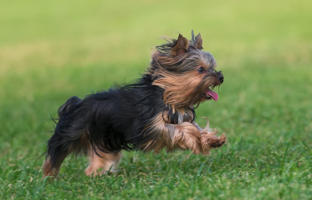Yorkshire Terrier exercising