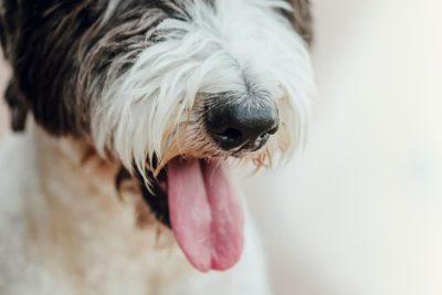 14 Symptoms of Cushing’s Disease in Dogs