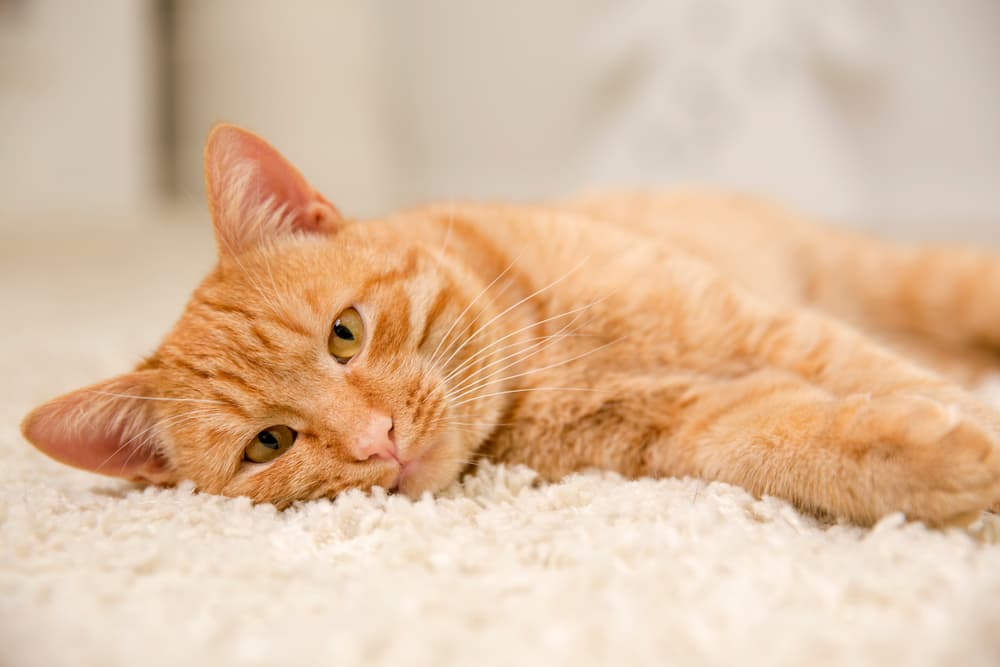 Cat feeling lethargic