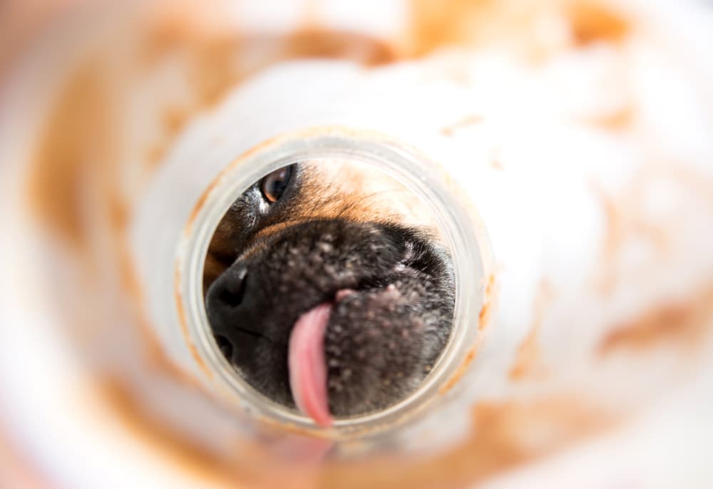 dog licking almond butter jar