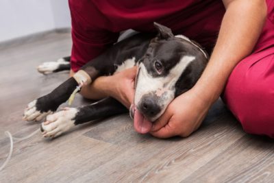Chemotherapy for Dogs: What to Expect