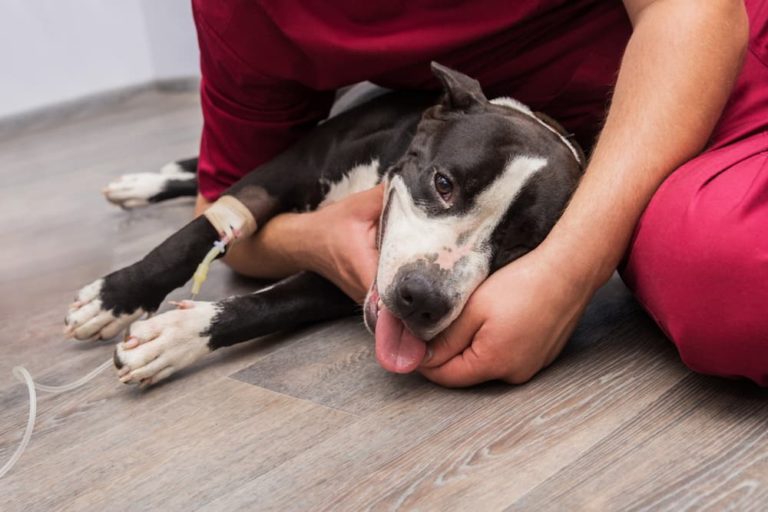 Dog undergoing chemotherapy treatment