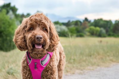 Tracheal Collapse in Dogs
