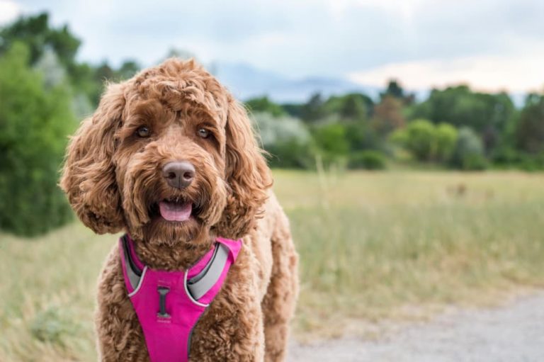 Mixed breed dog wearing a harness in a field
