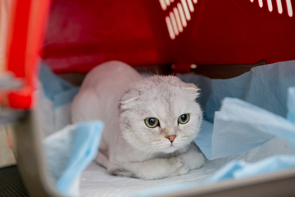 Cat in crate with pee pad