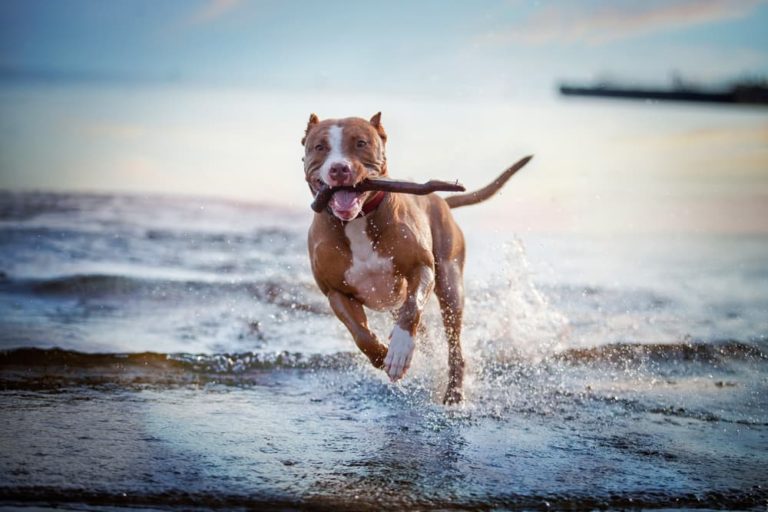 dog carrying stick in mouth in water