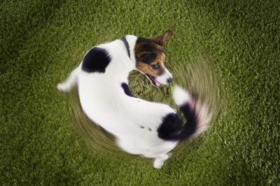 Why Do Dogs Chase Their Tails? Why Do Dogs Chase Their Tails?