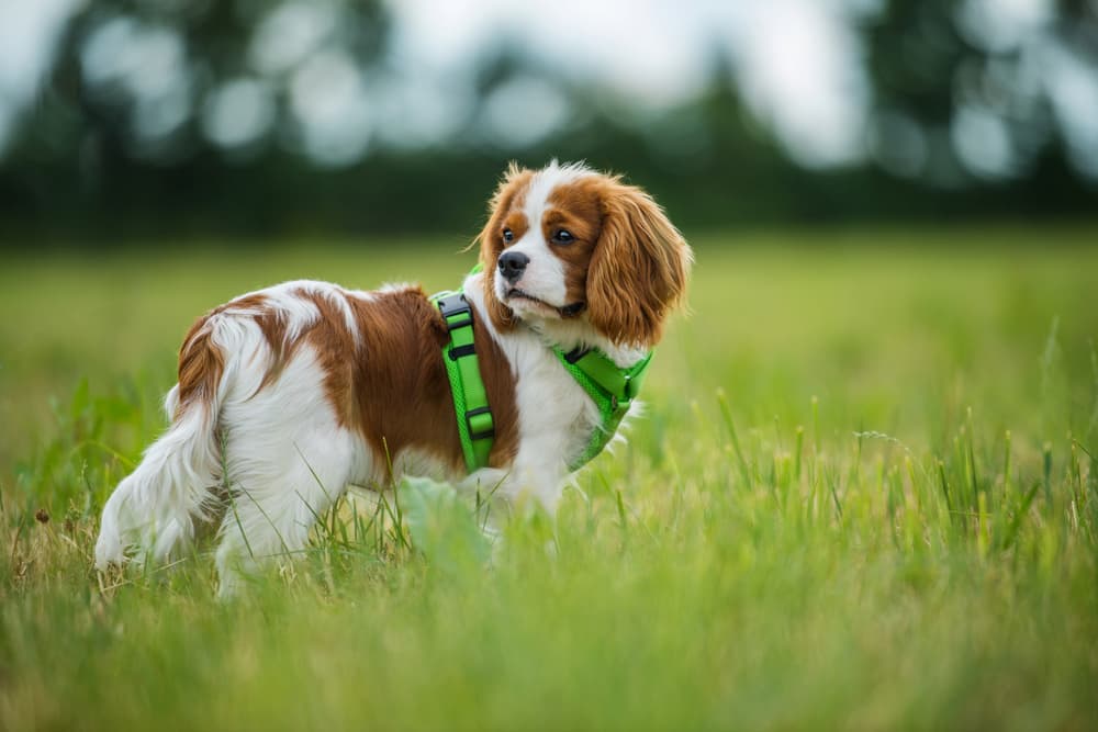 Dog in field wearing a harness