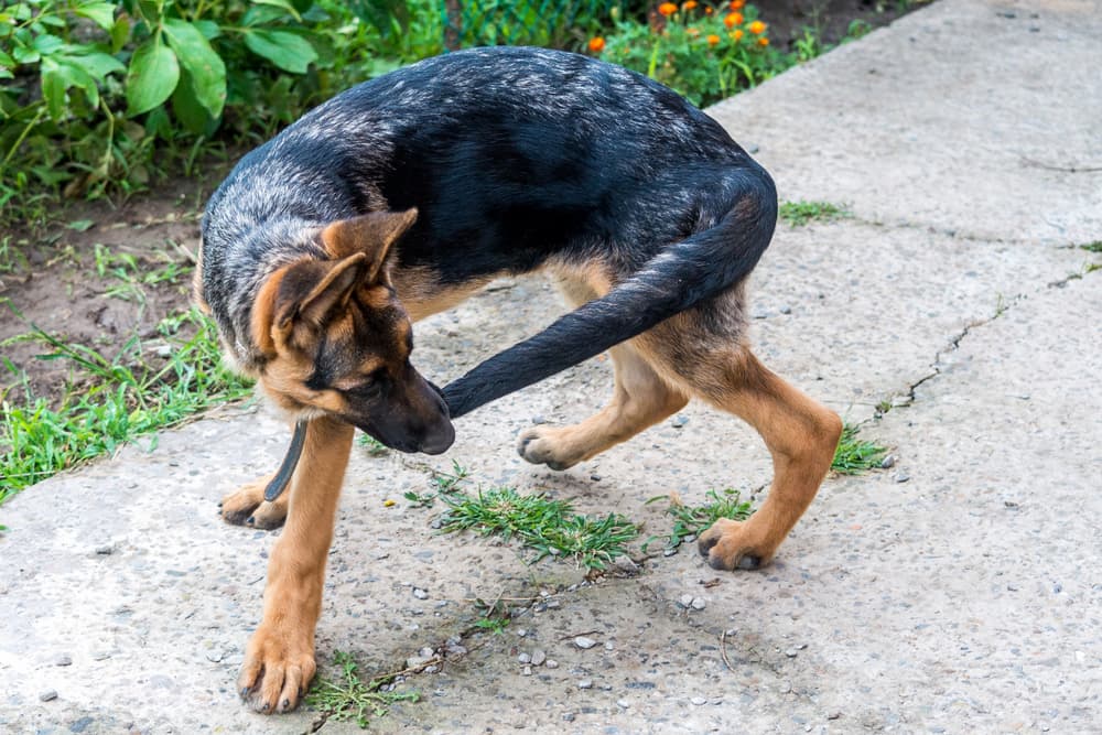 German Shepherd runs after his tail