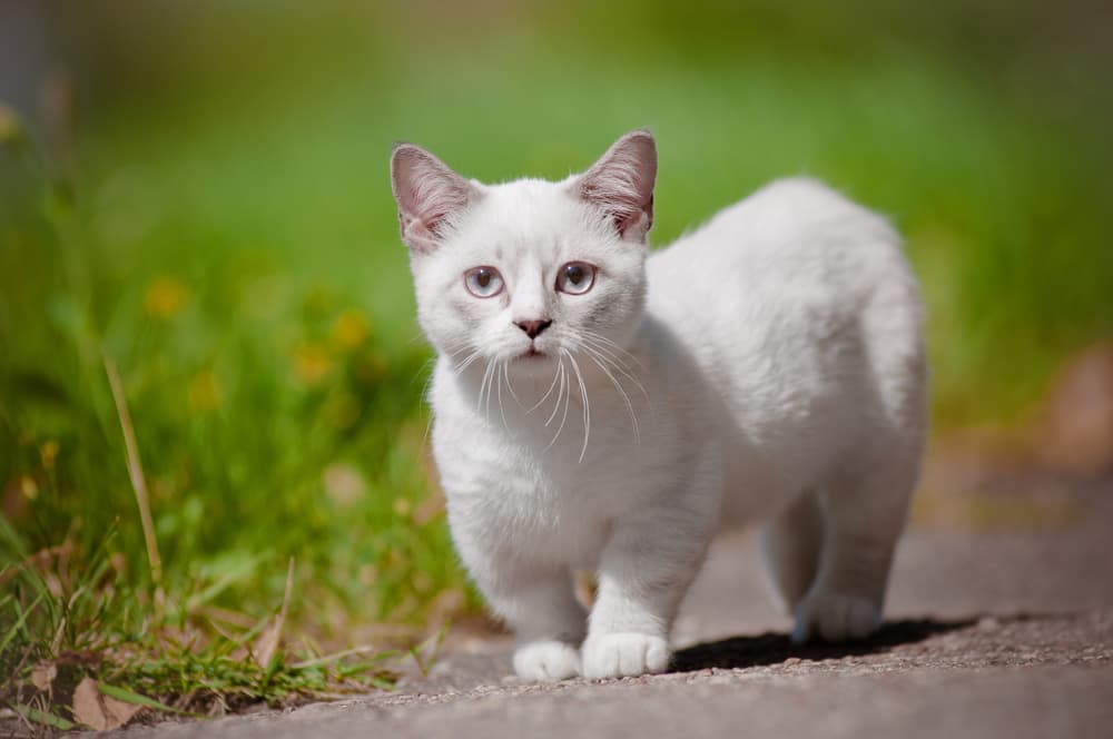 White munchkin cat