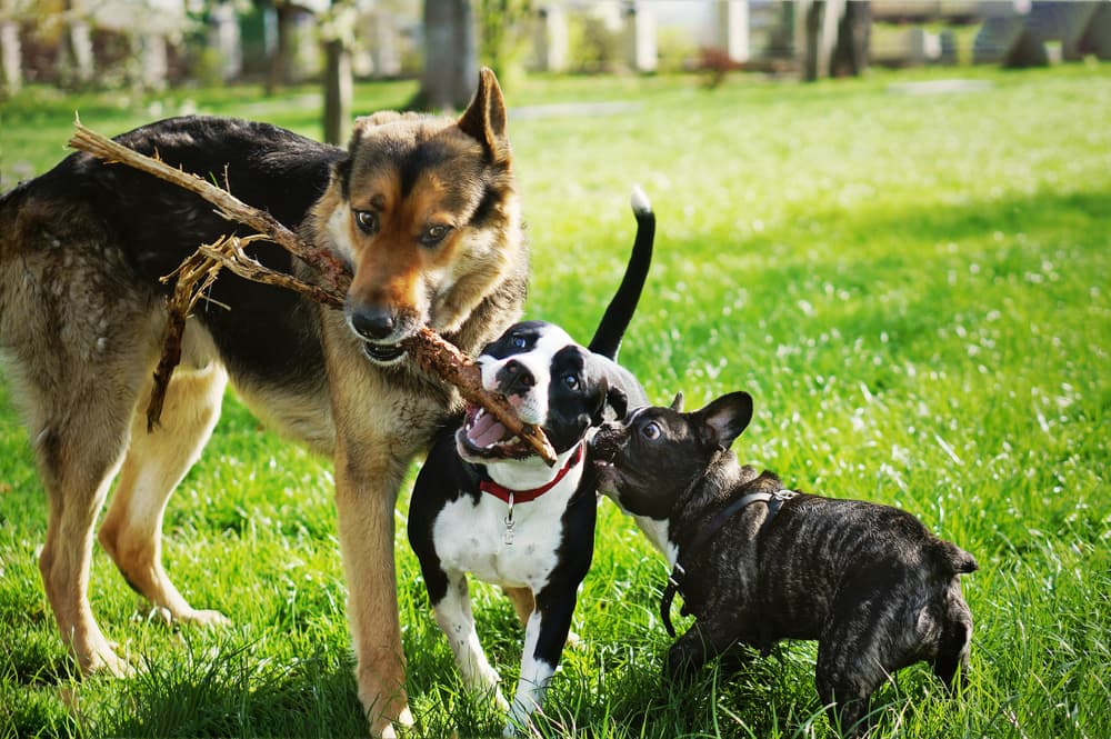 Three dogs fight over stick