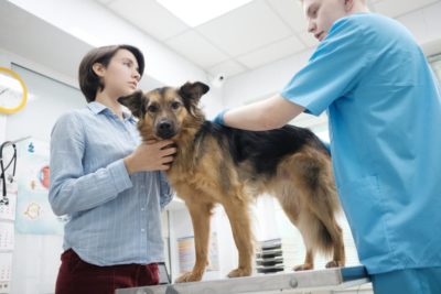 Bladder Stones in Dogs