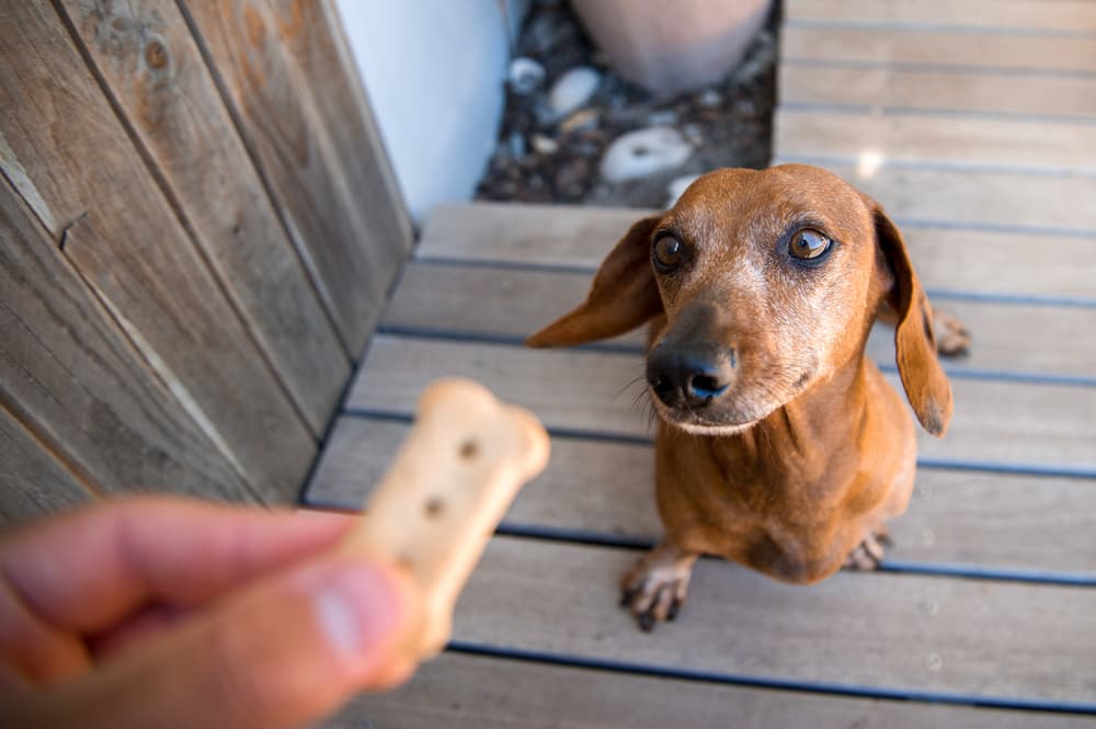 Senior Dachshund getting treat