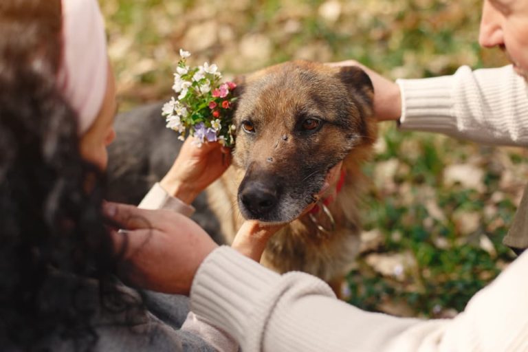 Couple adopting senior dog