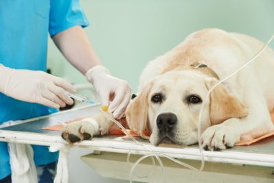 Evans Syndrome in Dogs