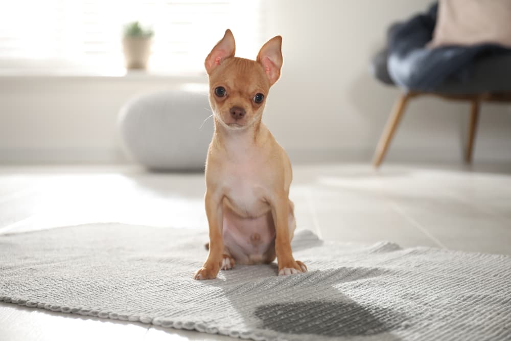 Chihuahua peeing on carpet